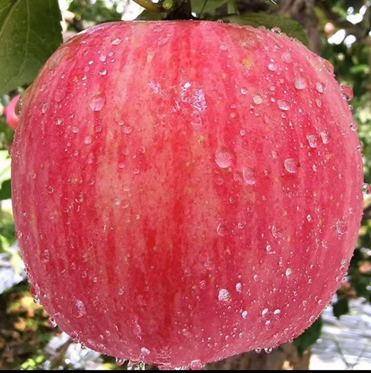 正宗烟台红富士苹果甜脆多汁新鲜原产地发货