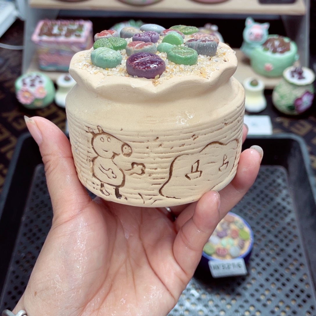 w3218 开播福利 带盆土发货一物一拍