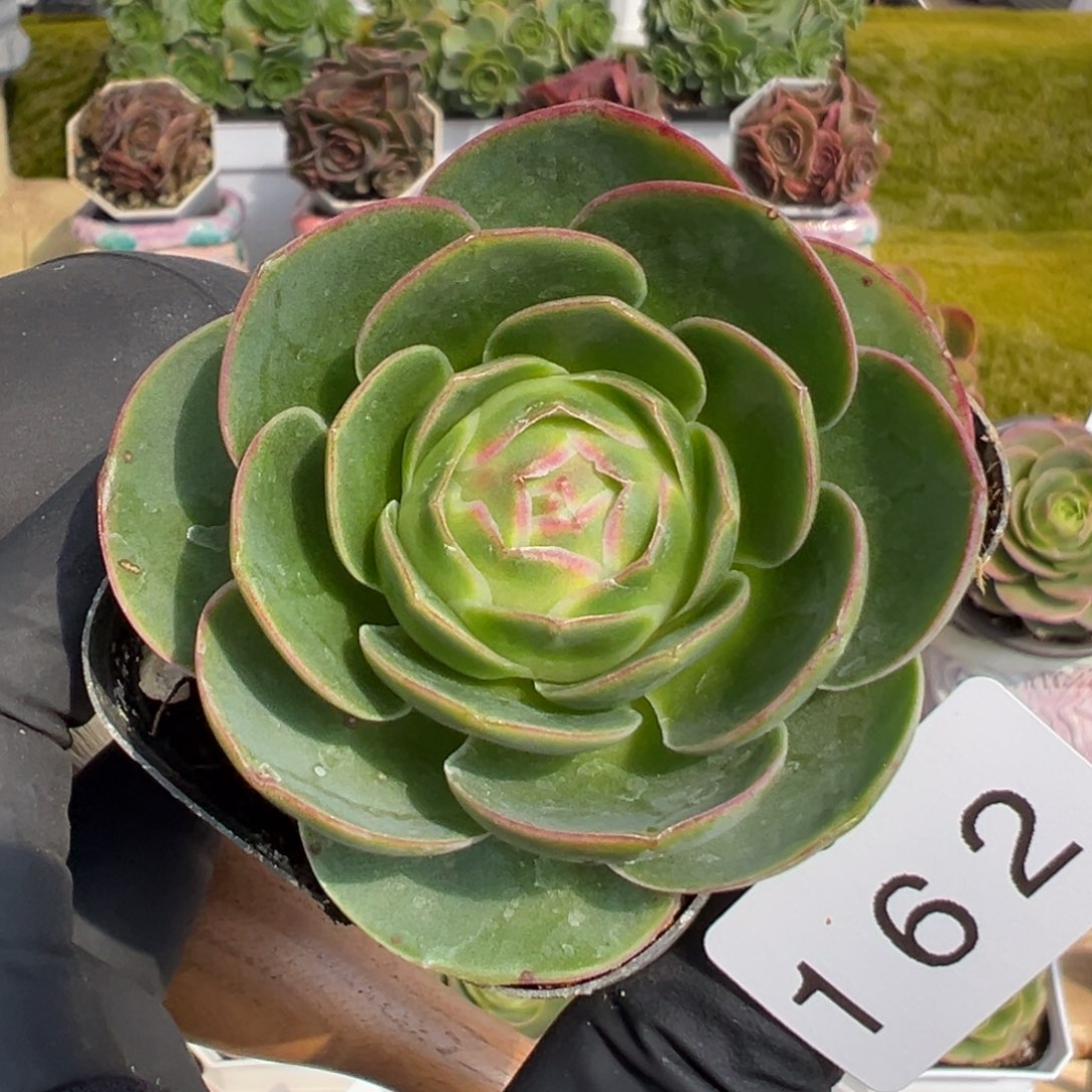 162禧桃优选5厘米