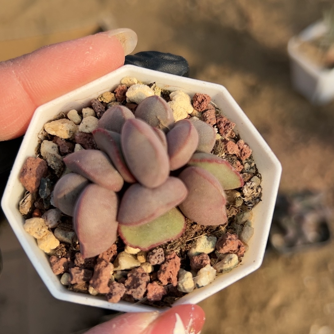 多肉植物红蛋水泡