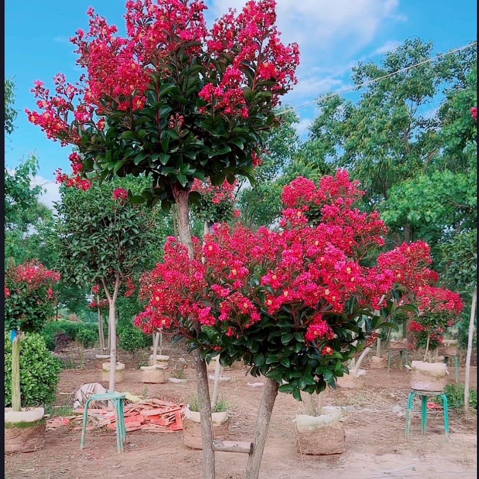 进口矮化紫薇紫薇造型别墅庭院造景