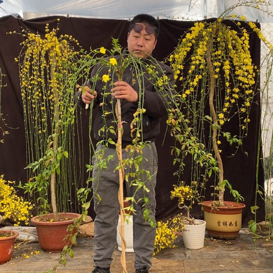 探春花，一物一拍，高度1.4米左右