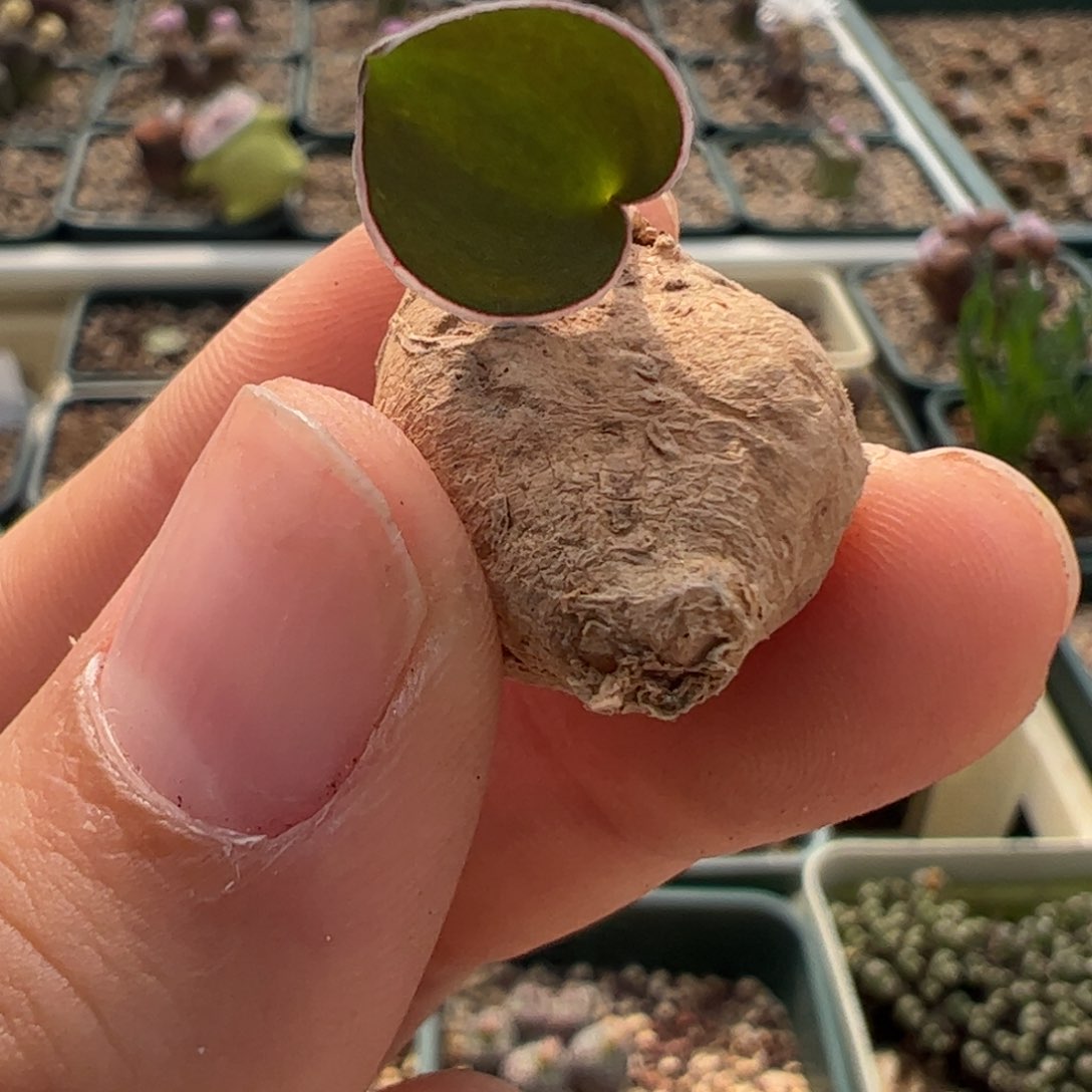 147 好看的肉锥冲冲冲