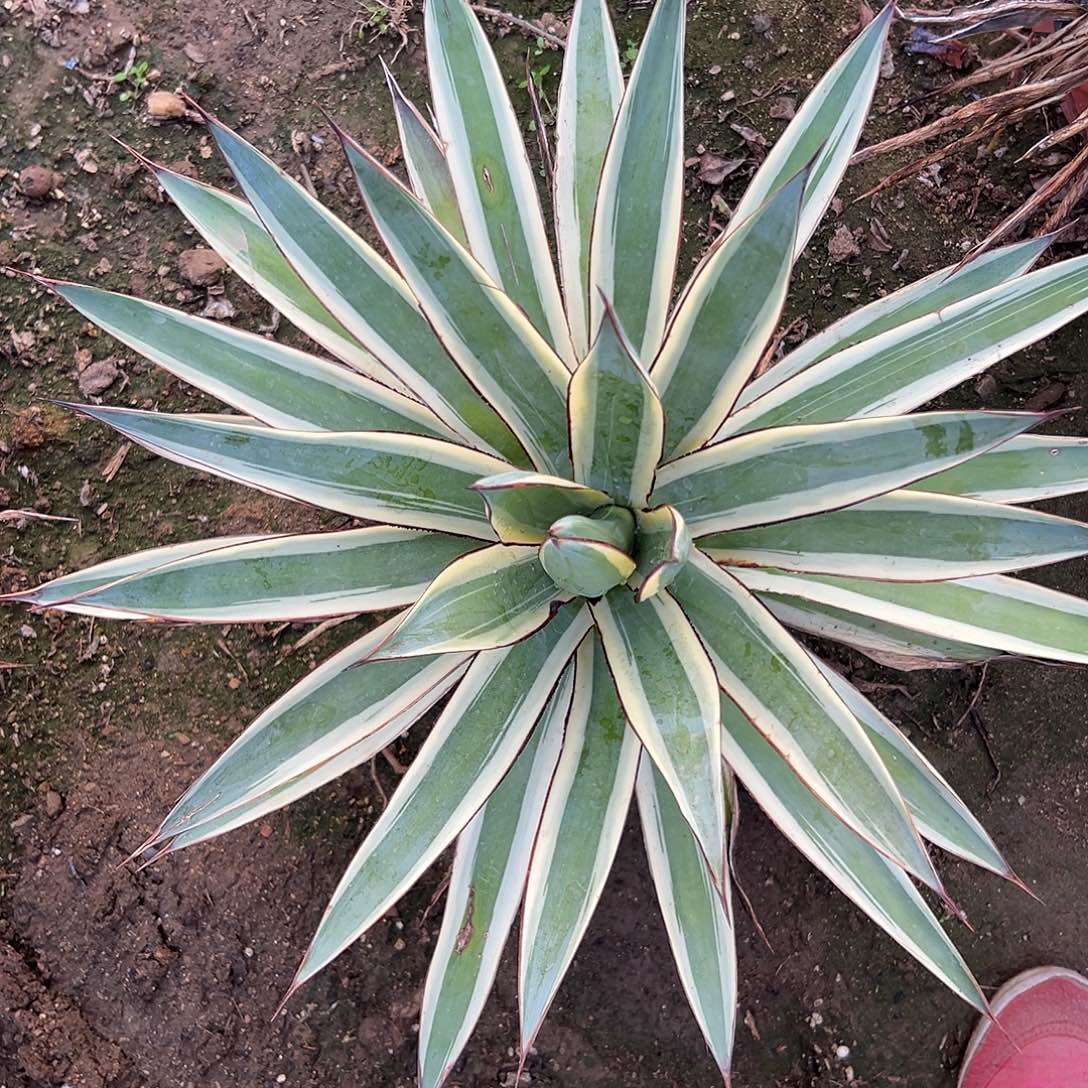 蓝光二八哦哦哦哦哦哦哦哦