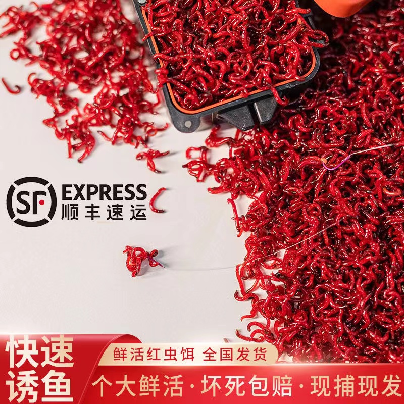 鲜活红虫活饵拉饵特大号公虫活体活饵喂鱼鲫鱼饵野钓黑坑饵料钓鱼