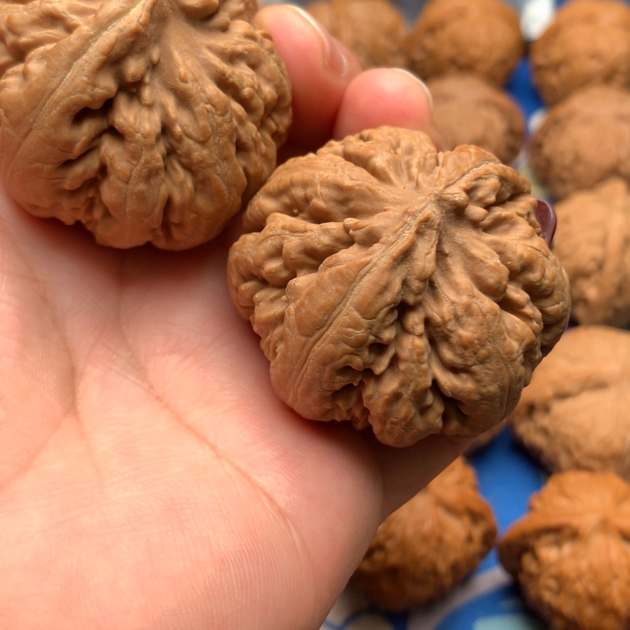 【闪购商品】文玩核桃把件霸王龙41