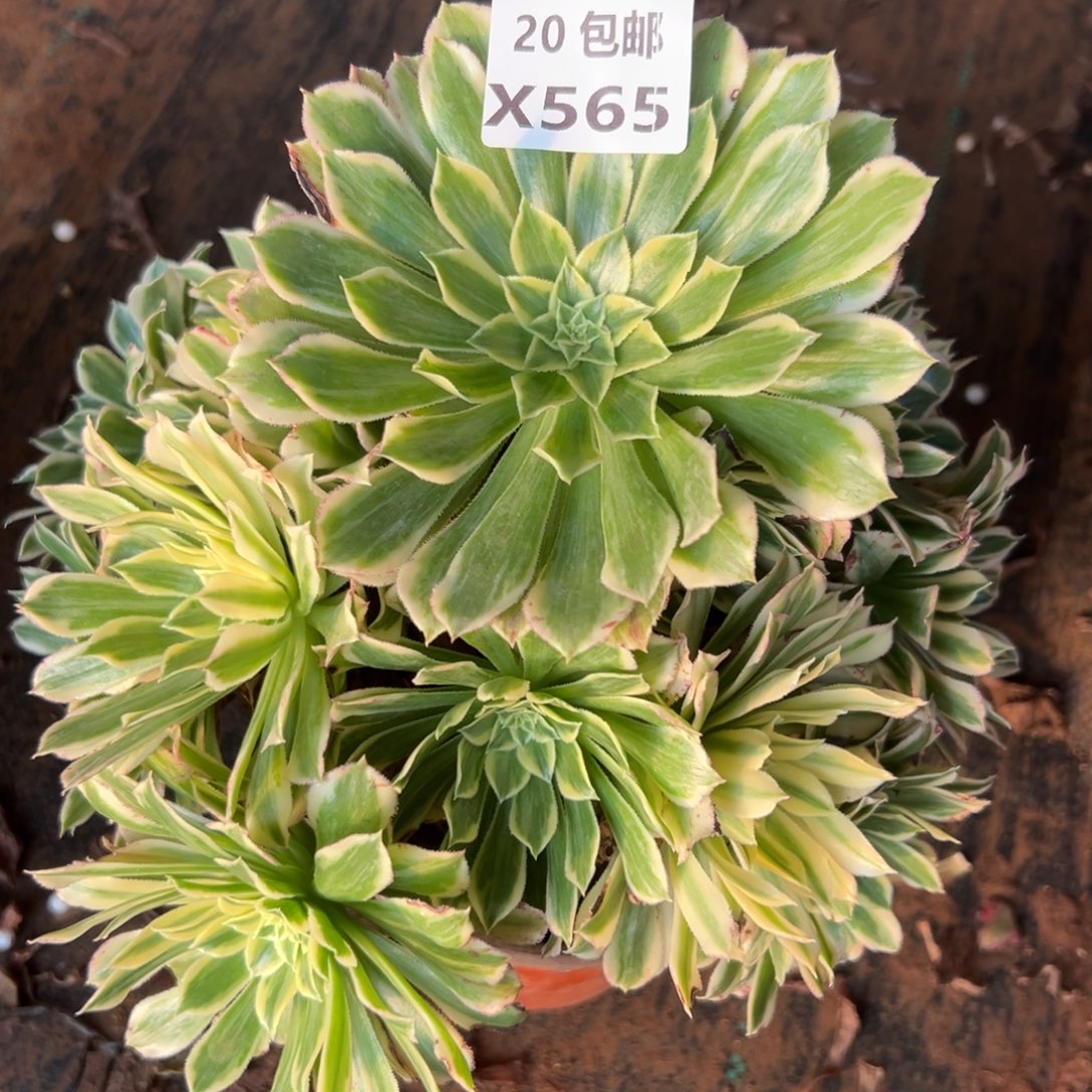 565白狐，满20包邮