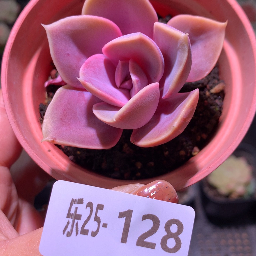 乐然25-128 紫珍珠 