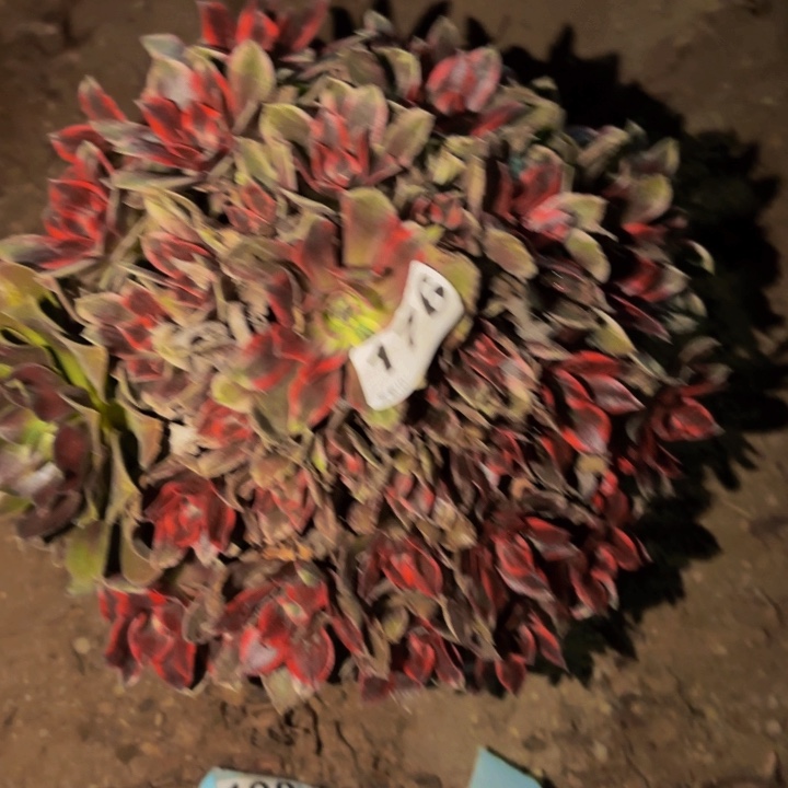 176夜罗刹多肉植物不售后