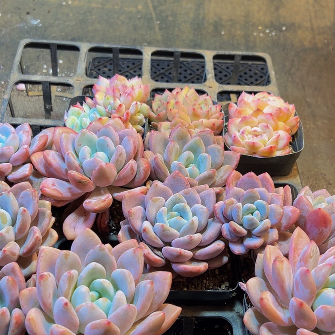 288多肉葡萄的味道是真的