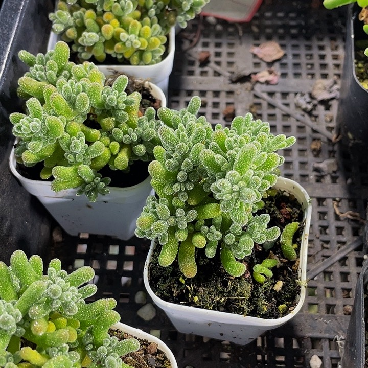 冰晶糖球带盆土发货