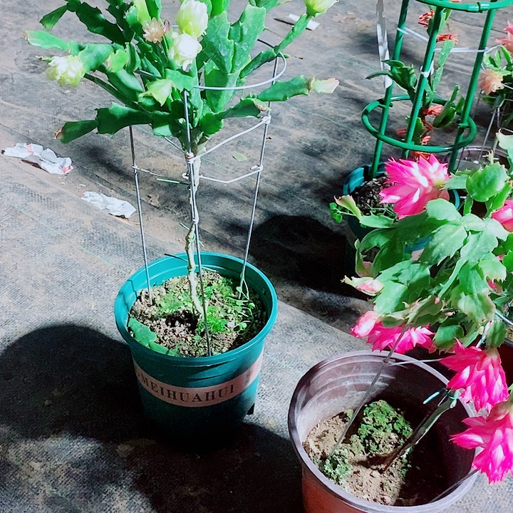 静***）无花朵叶仙嫁接一物一拍两棵