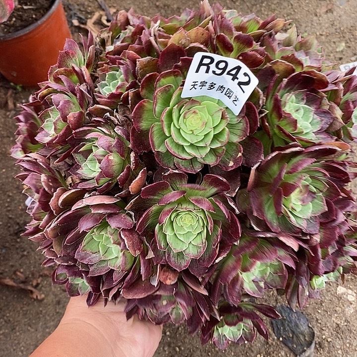 泽***嵩多肉植物万彩灯942多肉