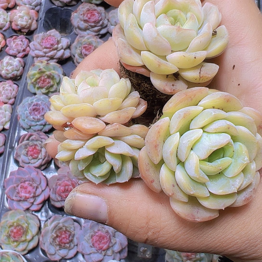 容晶5个苗19包邮多肉植物