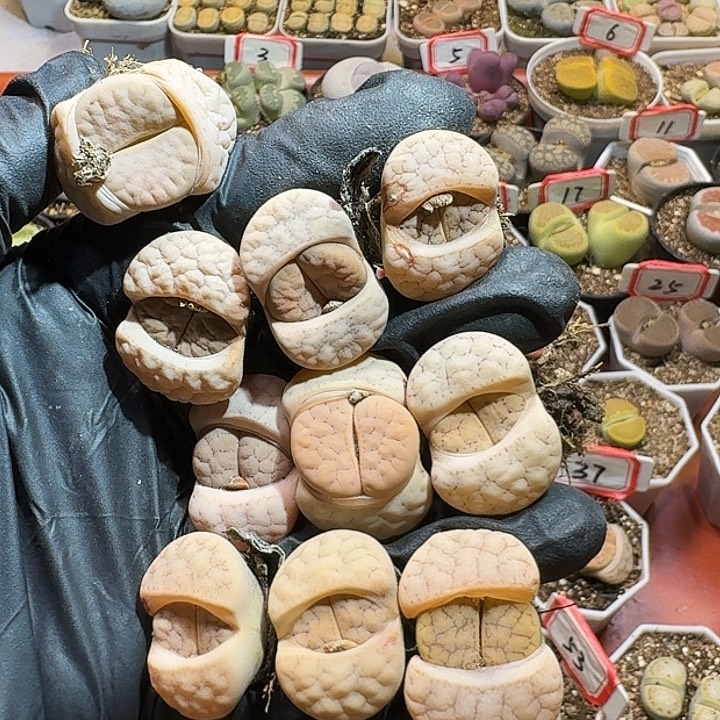 生石花223:：：。 80