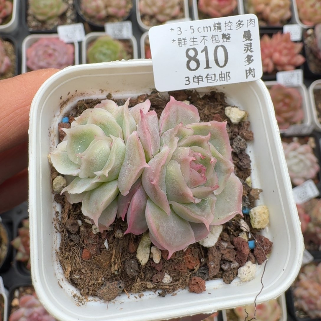 810个路都想吃绿箩超出了哈