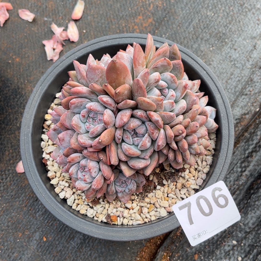 美***子706号新疆西藏内蒙古不包邮