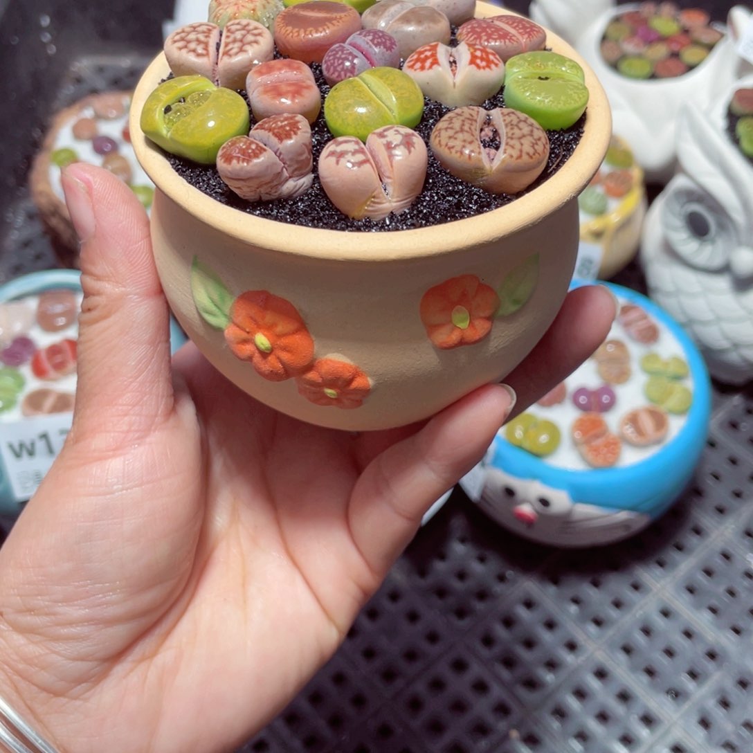 w1328 带盆土发货-零下地区拍保温箱