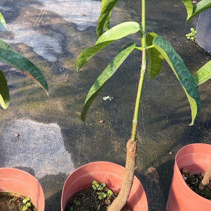 用***5金钻凤梨36885788557