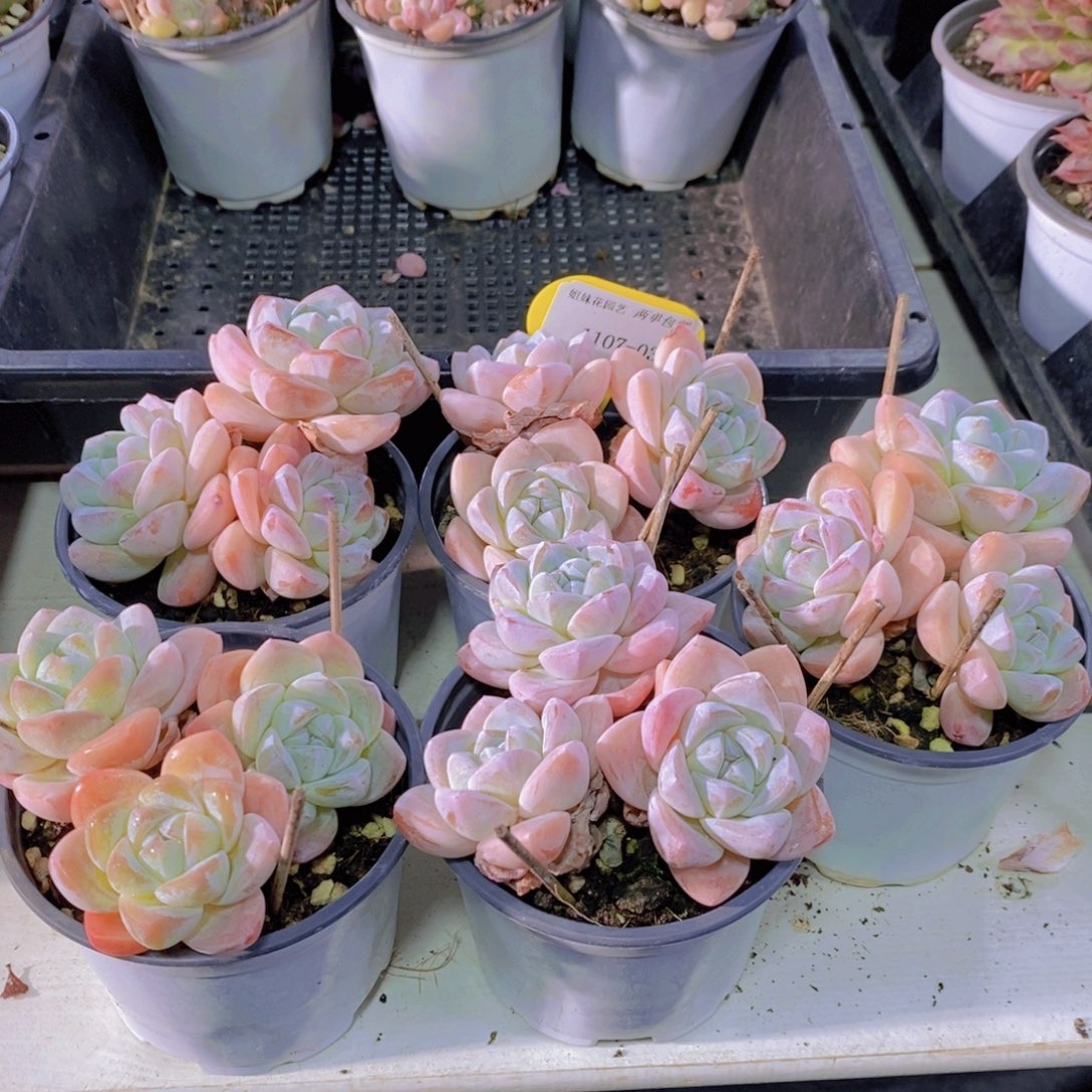 1107-03-P母本老桩樱花冰玉群一个