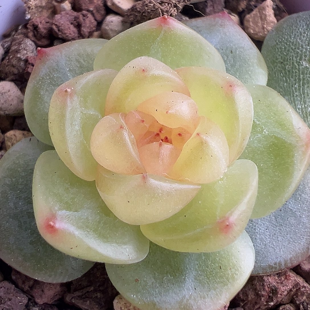 小花朵 独家风花雪月