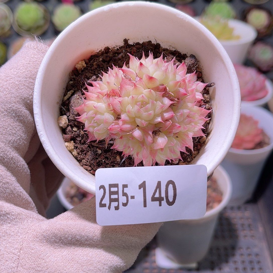 花利美5-140海王群