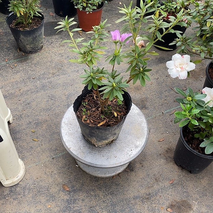 可***严皋月杜鹃花岸牡丹。