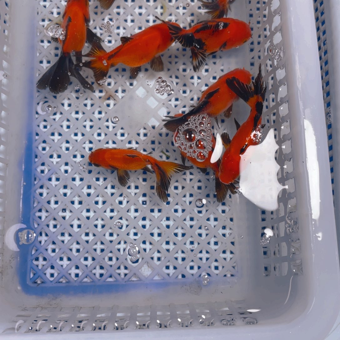 海水鱼黄身黑尾10条，（非一物一拍