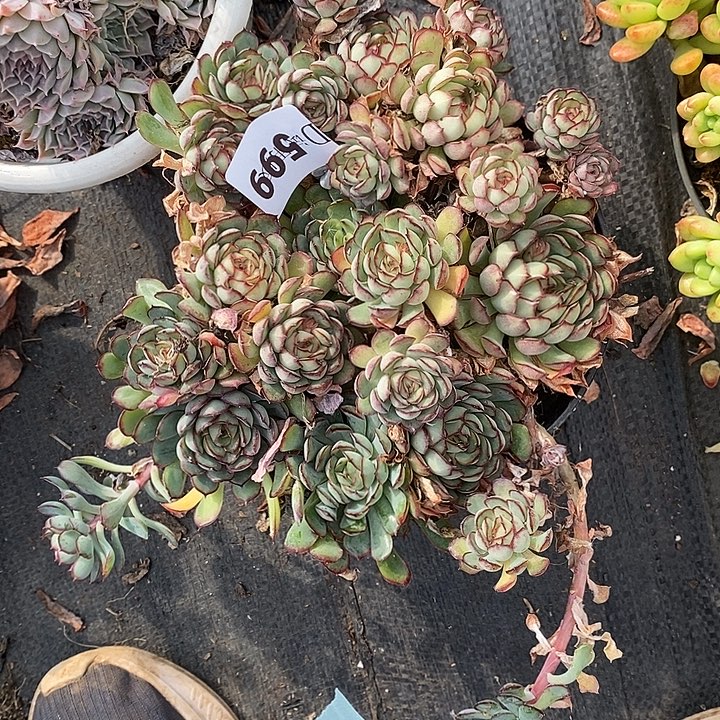 叮***i599梦幻玫瑰多肉植物