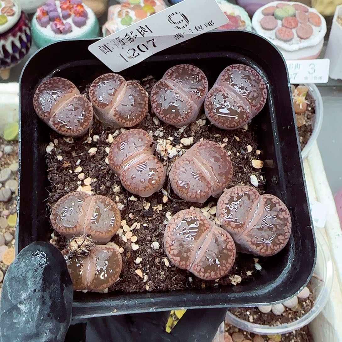 生石花满18包邮1207-9