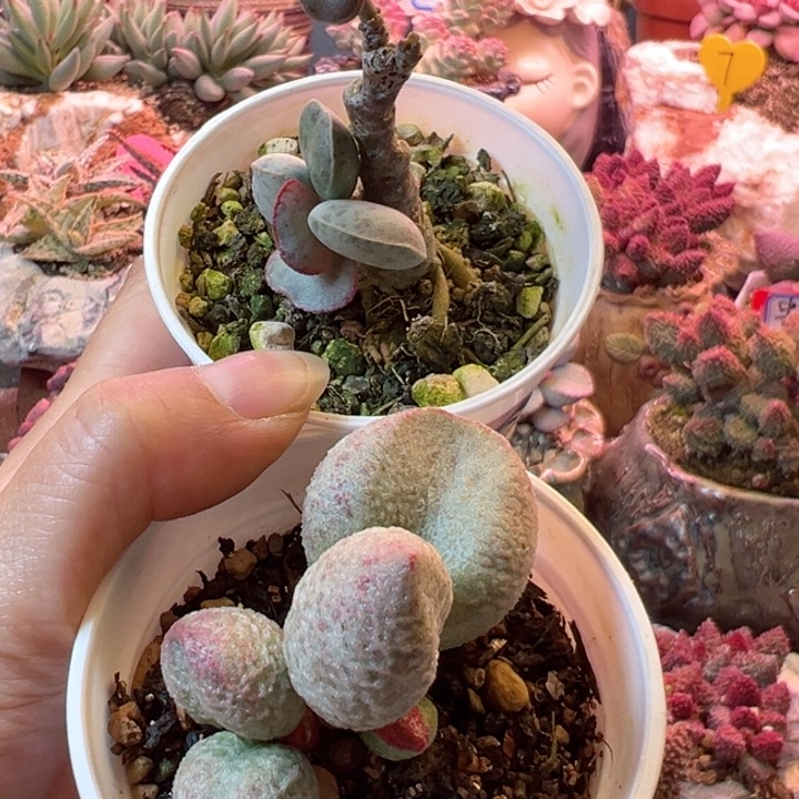 浮**梦可以吗你说你不知道吗