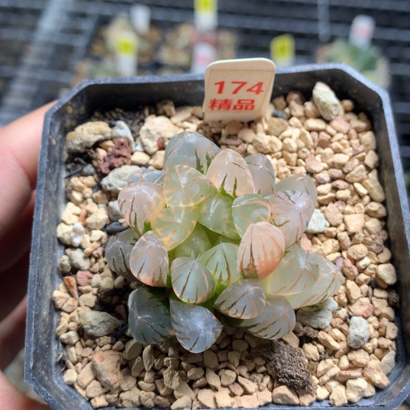 【闪购商品】174霓虹灯玉露