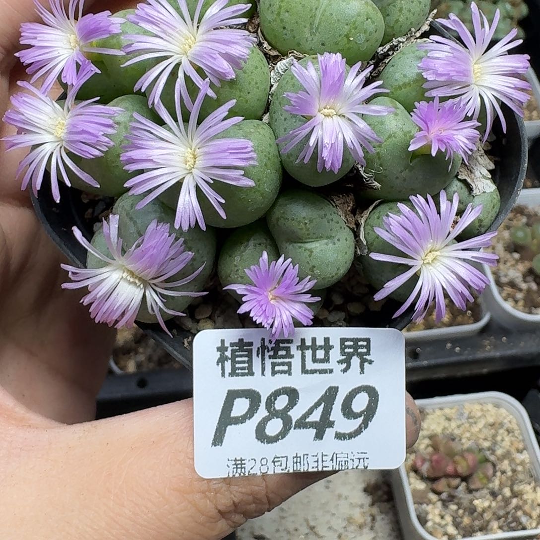 多肉植物的润泽fvnn