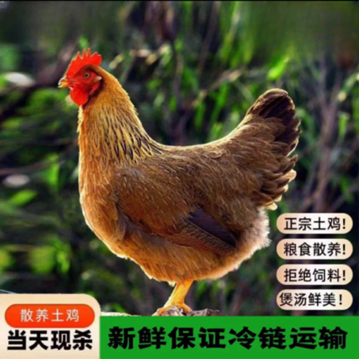【新鲜土鸡】江河村散养走地鸡【母鸡】处理过后发货