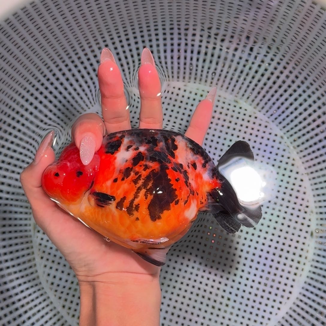 金鱼类不分公母15