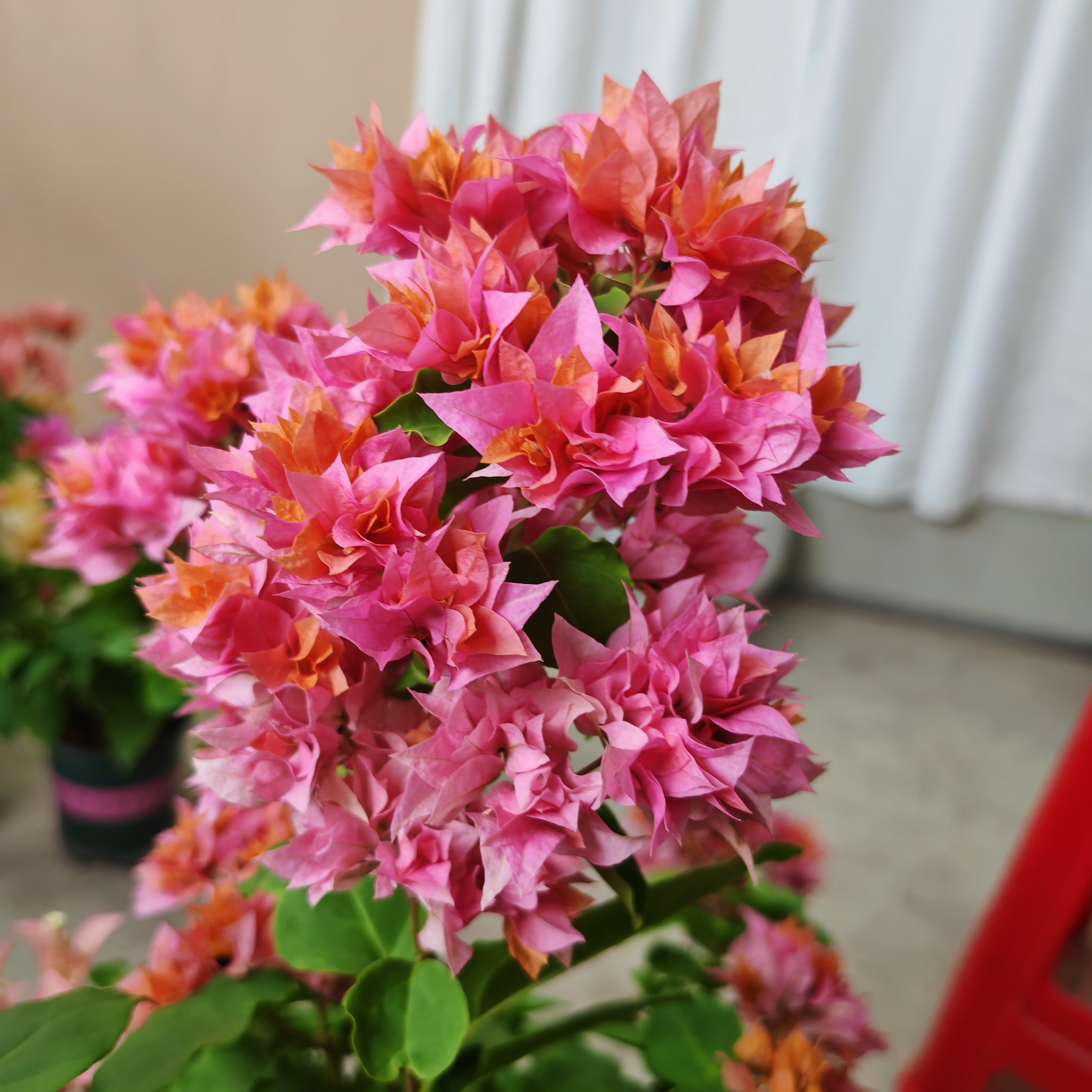 三角梅【重瓣橙】带叶袋苗室内盆栽好养活可爬藤四季开花