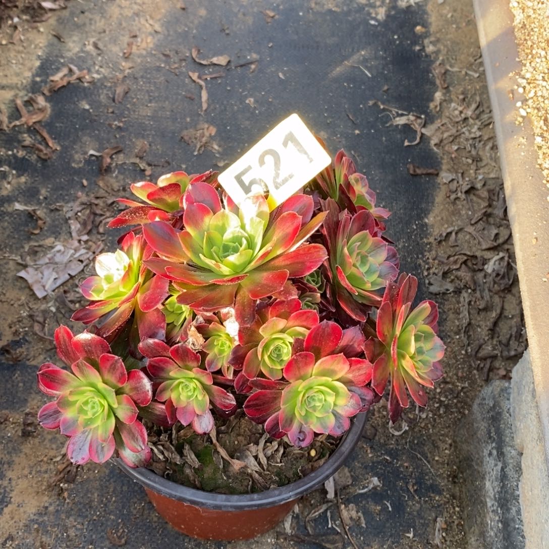 安娜多肉法师521有掉朵