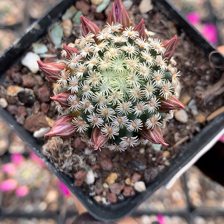 89 实生克氏丸3.6厘米