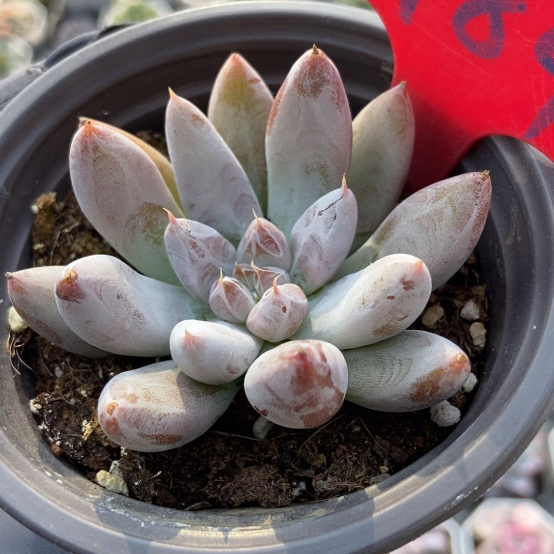 984杜里万多肉植物