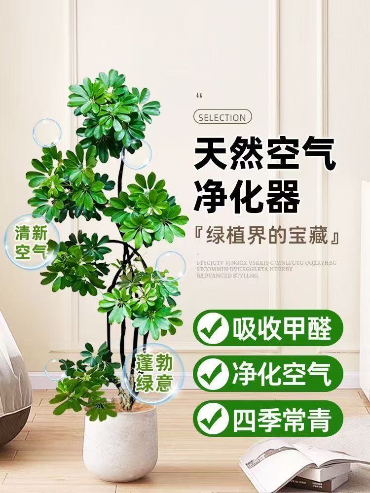 鸭脚木大型盆栽适合室内客厅办公室摆放的常绿绿植