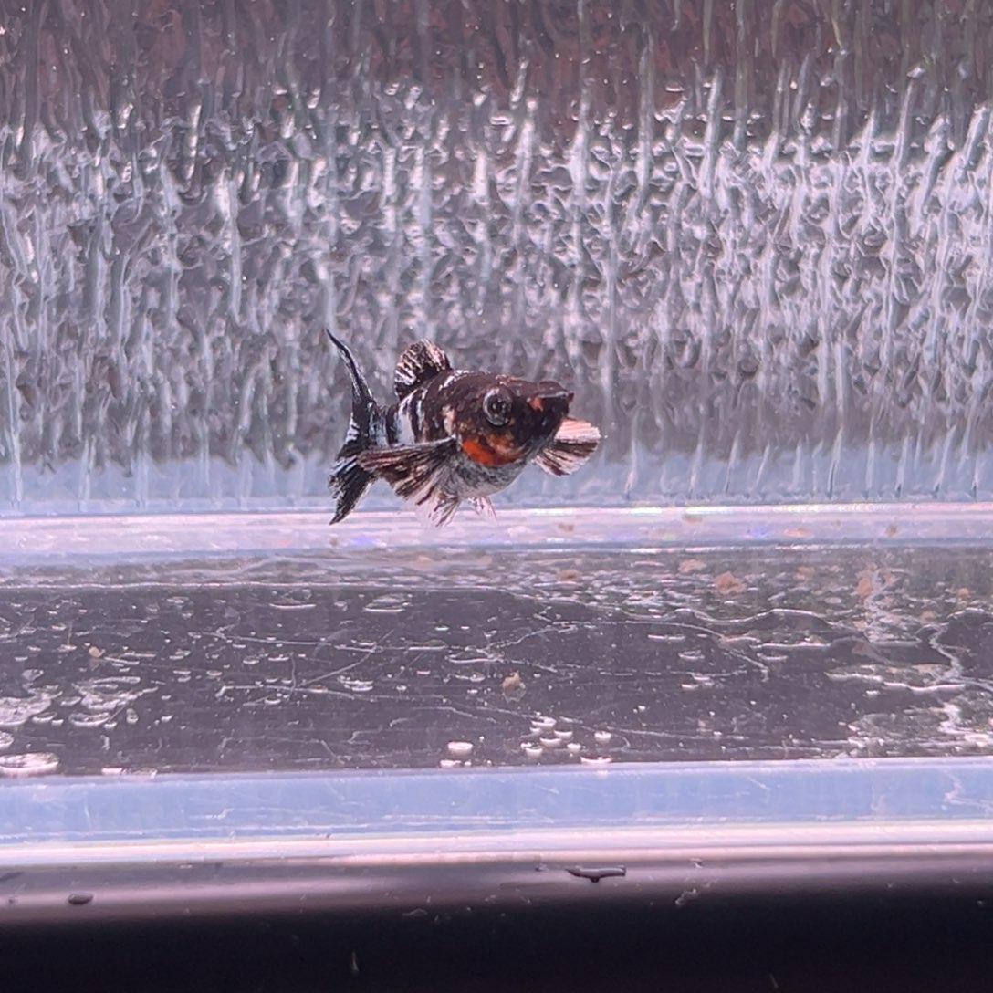 孔雀鱼玛丽崽一条