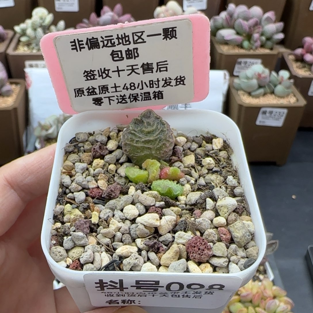 098大鱼海棠多肉