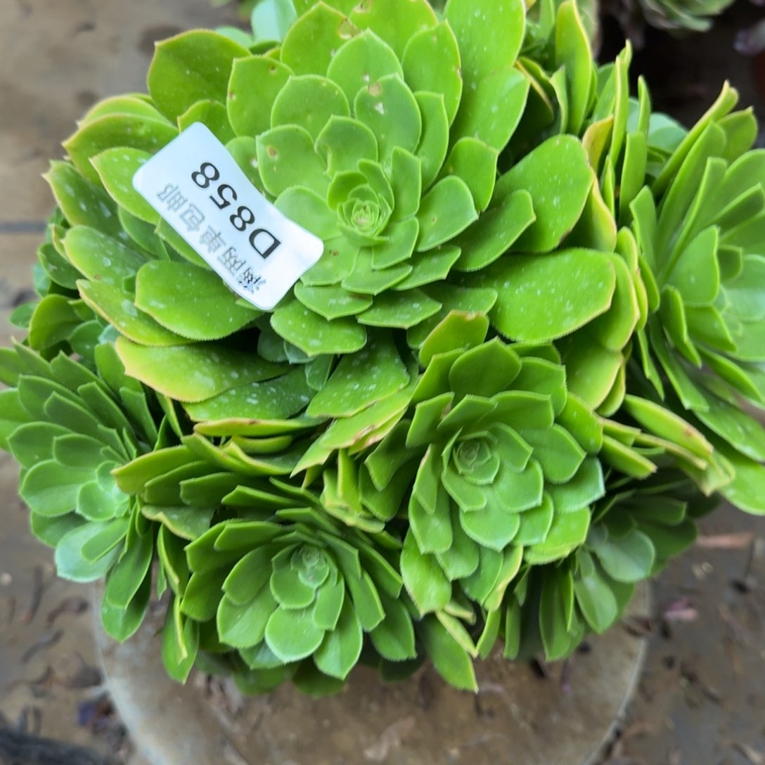 858绿杨肉法师多肉