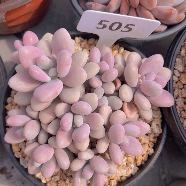 健健康康平平安安