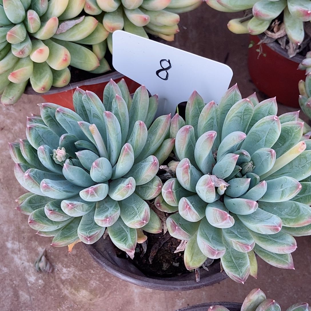 陨石双头一物一拍008