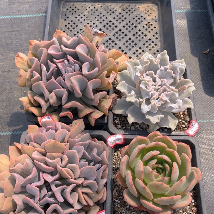 一**情天鹅湖两颗饺子皮麦当娜