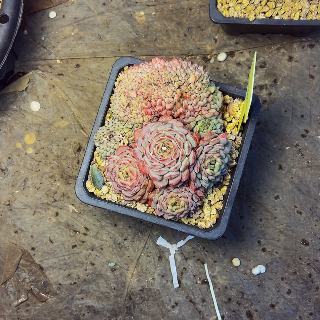 小***～39号一物一拍脱土包邮