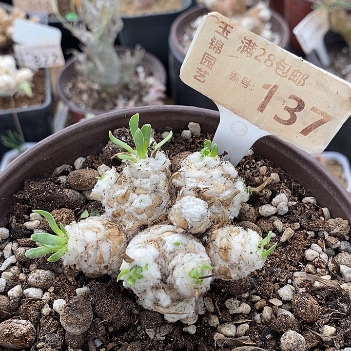 137刨花厚敦菊一一一一