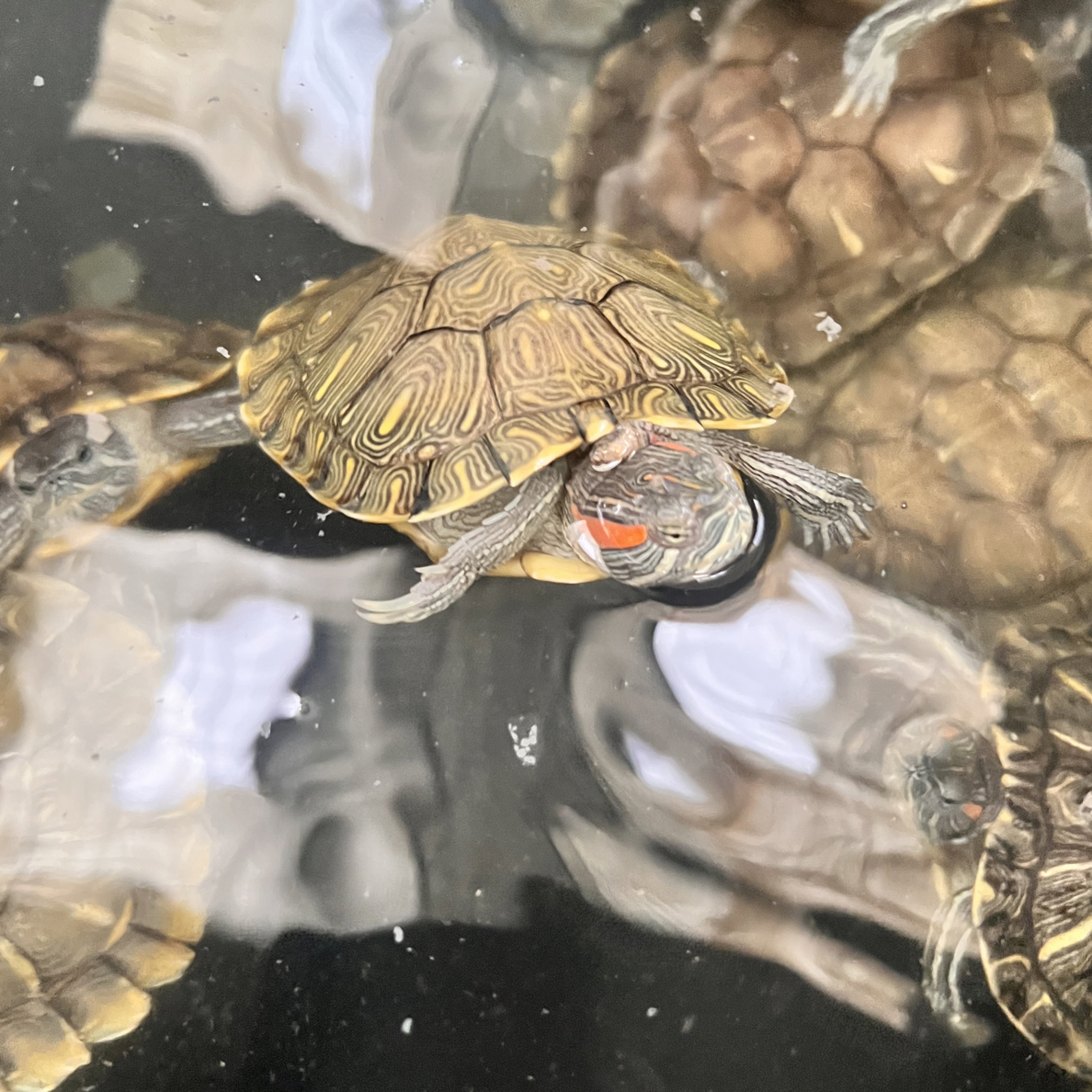 乌龟巴西龟可爱龟小乌龟通用喂养食饲料