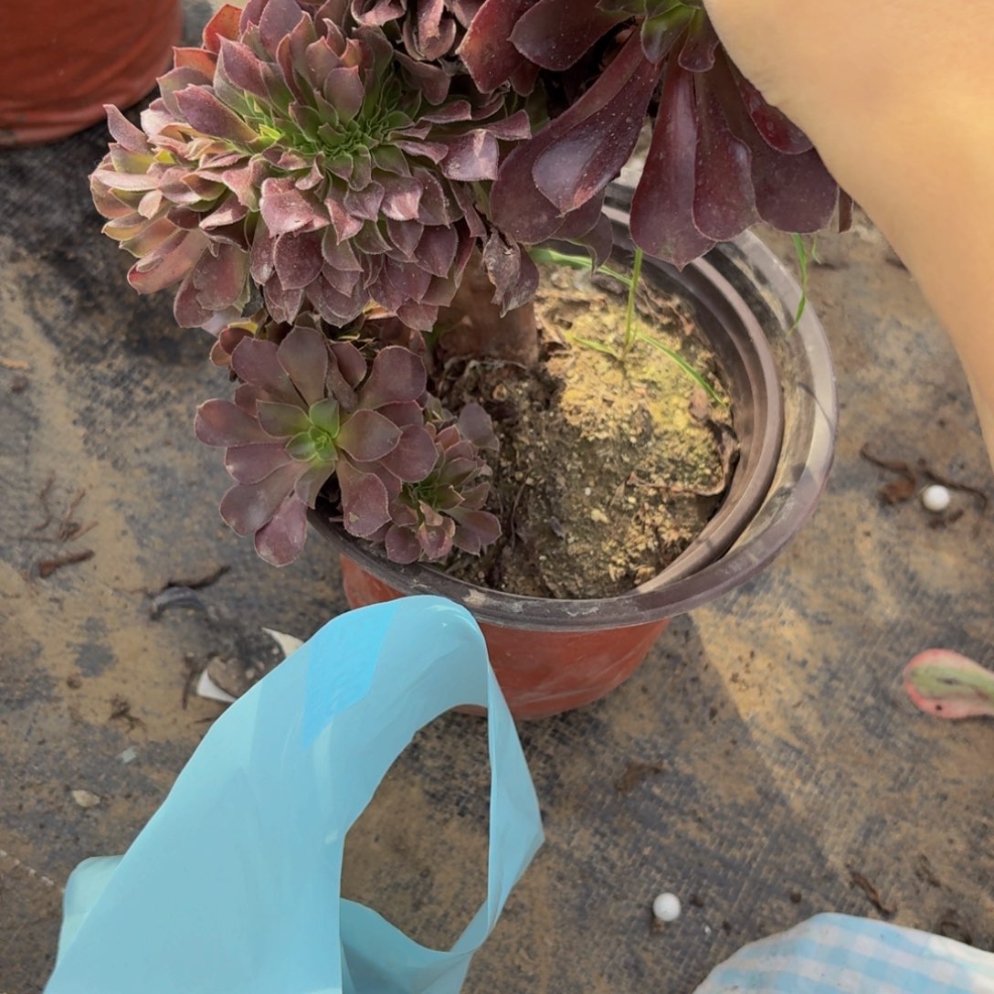 222多肉植物捧花的时候